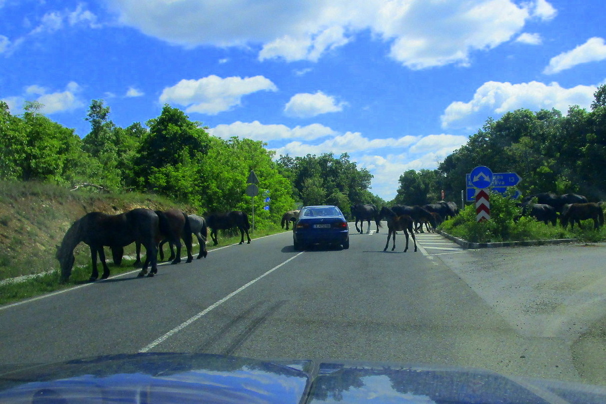 Net Mongolie, zomaar paarden op de weg