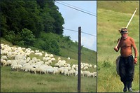 Herder met zijn schaapjes