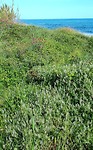 Mataro, even wandelen langs de zee
