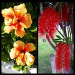 Mooie bloemen