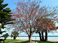 Motril, mooie boom
