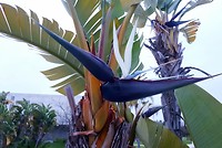 Paradijsbloem