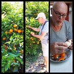 Sinasappels pikken en opeten, lekker!