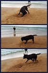 Tarifa, enthousiaste hond op het strand