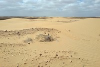 Sahara