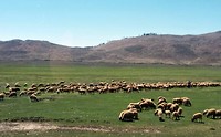 schapen