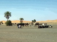 Merzouga, drommedarissen