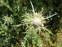witte distel