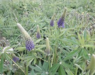 Leppavirta, lupines