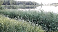 Laagna bij het meertje