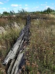 Thorn, zwart houten kruis