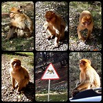Azrou, berberaapjes