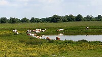 Ooijpolder, roodbont vee