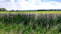 Ooijpolder, raar soort webben