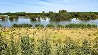 Harderwijk, allemaal ganzen