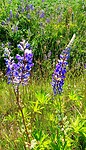 Nieuwlande, lupines