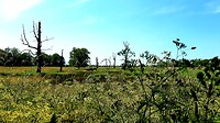 Nieuwlande, apart, dode bomen in het landschap