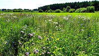 Nieuwlande, mooi bloemenveld