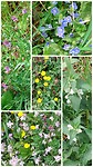 Blommen