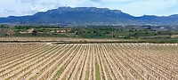 Briviesca, wijnvelden van de Rioja