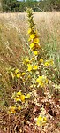 Spaanse gouden distel