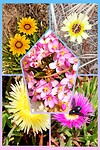 Olhos de Aqua,  blommen