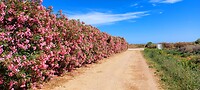 Tavira, oleander