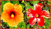 Hibiscis