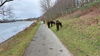 Kessel, ezels aan de Maas