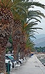 Stobrec, palmbomen