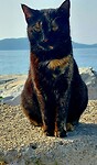 Pylos, poesje
