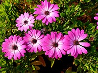 Pylos, ijsbloemen