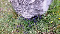 Oud Korinthe, blauwe druifjes