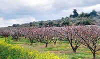 Onderweg, bloeiende fruitbomen
