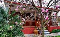 Kato gatzea, bloeiende magnolia