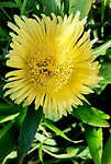 Ijsbloem