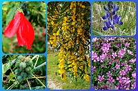 Bodrum, mooie bloemen, waaronder mimosa en de wonderboom