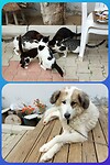 Silhar, het vee, 11 katten, hond Pasja en kippen