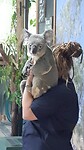 Toch maar niet op de foto met een koala …Erg naar om te zien
