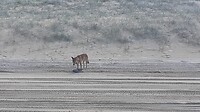 De eerste dingo die we zagen. Bijzonder.