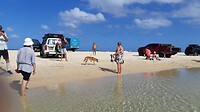 In eens een dingo op het strand.