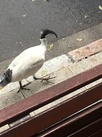 Hij is ook aan het wandelen door downtown brisbane