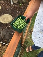 Rommelen in de moestuin, Ruud blij met de oogst mmmmm