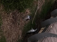 Hier komen ze aan land… de kleinste soort.