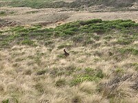 Spot the wallaby