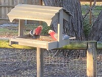 Weer eens wat anders in je vogelhuisje…