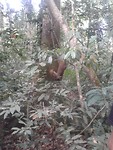 Jungle