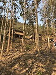 Laos