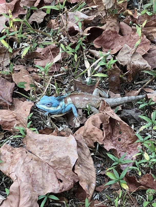 Calotes Mystaceus