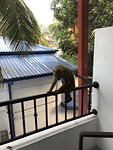 Aap op balkon
